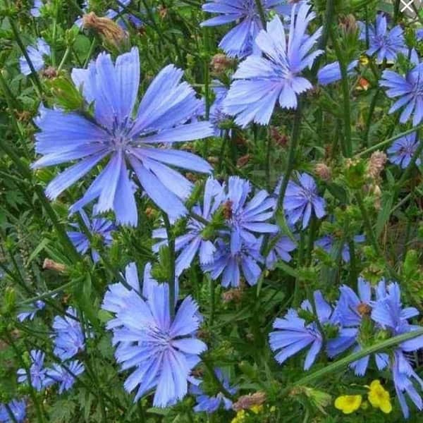 ریشه کاسنی و پسر دار شدن ؛ خوردن ریشه کاسنی برای بچه دار شدن ریشه کاسنی و پسر دار شدن ؛ خوردن ریشه کاسنی برای بچه دار شدن