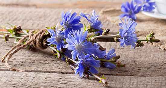 ریشه کاسنی و پسرزایی ؛ ریشه کاسنی برای تاثیر جنسیت جنین ریشه کاسنی و پسرزایی ؛ ریشه کاسنی برای تاثیر جنسیت جنین