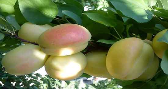 زردآلو برای کودک زیر یکسال و مضرات مصرف زردآلو برای کودکان زیر یکسال زردآلو برای کودک زیر یکسال ؛ مضرات مصرف زردآلو برای کودکان زیر یکسال