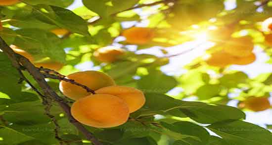 زردآلو خشک برای لاغری ؛ فواید مصرف زردالو خشک برای چربی سوزی