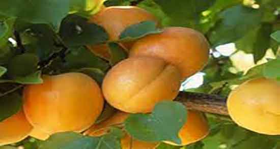 زردآلو و دیابت بارداری ؛ خاصیت برگه زردالو برای کنترل دیابت زنان باردار