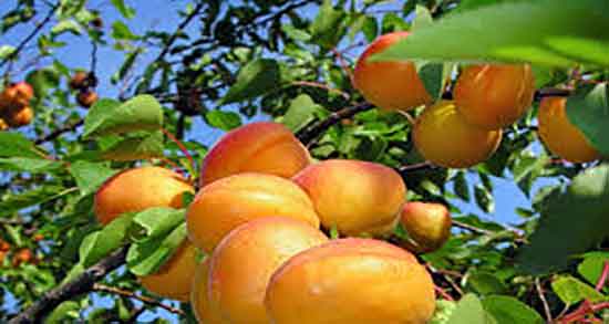 زردآلو و شیر ؛ ایا ترکیب زردالو و شیر برای ماسک صورت مفید است