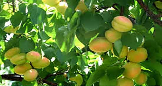 زردآلو و ماست و ترکیب فوق العاده زردالو و ماست برای درمان جوش صورت زردآلو و ماست ؛ ترکیب فوق العاده زردالو و ماست برای درمان جوش صورت