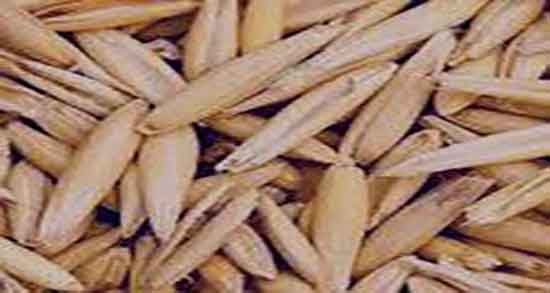 سبوس جو دوسر برای مو ؛ خواص سبوس جو دوسر برای تقویت ریزش مو سبوس جو دوسر برای مو ؛ خواص سبوس جو دوسر برای تقویت ریزش مو