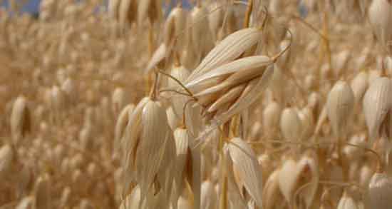 سبوس جو دوسر برای چی خوبه ؛ خواص سبوس جو دوسر برای لاغری سبوس جو دوسر برای چی خوبه ؛ خواص سبوس جو دوسر برای لاغری