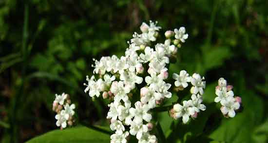 سنبل الطیب برای سرماخوردگی ؛ دمنوش سنبل الطیب برای گلودرد