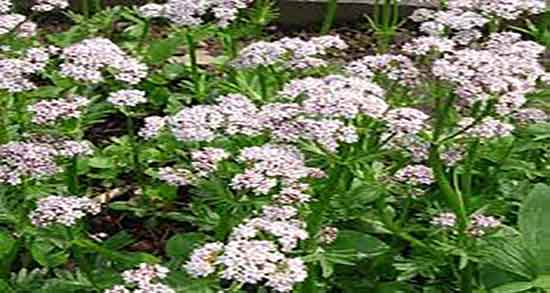 سنبل الطیب برای سگ ؛ اسپری سنبل الطیب برای انواع سگ خانگی