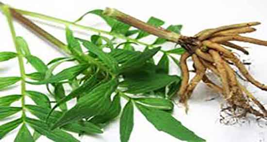 سنبل الطیب برای چیست ؛ ایا شربت سنبل الطیب برای گلو درد خوب است