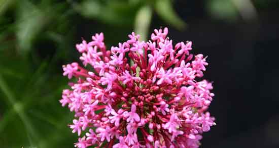 سنبل الطیب برای گربه و چگونه از سنبل الطیب برای گربه استفاده کنیم سنبل الطیب برای گربه ؛ چگونه از سنبل الطیب برای گربه استفاده کنیم