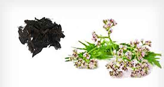 سنبل الطیب در بارداری ضرر دارد و مضرات سنبل الطیب برای سقط جنین سنبل الطیب در بارداری ضرر دارد ؛ مضرات سنبل الطیب برای سقط جنین