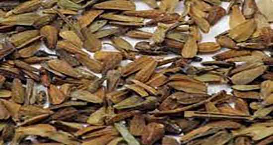 سنبل الطیب در شیردهی ؛ مصرف گل گاوزبان و سنبل الطیب در شیردهی سنبل الطیب در شیردهی ؛ مصرف گل گاوزبان و سنبل الطیب در شسنبل الطیب در شیردهی ؛ مصرف گل گاوزبان و سنبل الطیب در شیردهیردهی