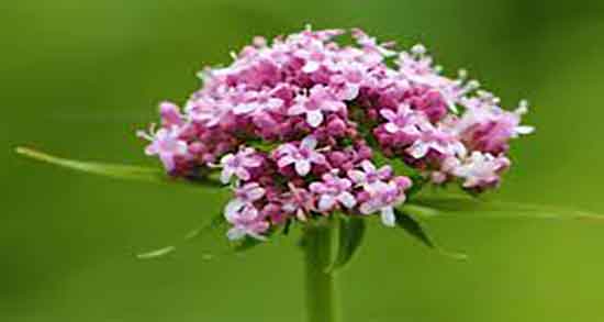 سنبل الطیب و گربه ها ؛ عرق سنبل الطیب برای گربه گرم است یا سرد