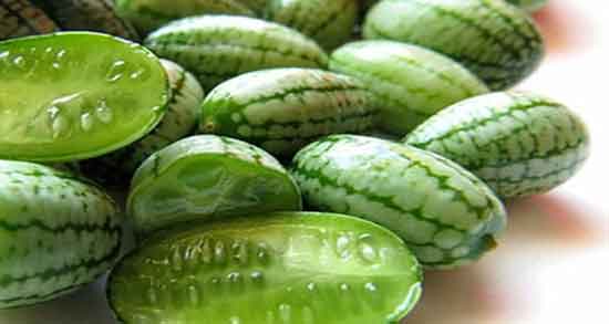 سوزاندن هندوانه ابوجهل ؛ ایا سوزاندن هندوانه ابوجهل برای گلو درد مفیده سوزاندن هندوانه ابوجهل ؛ ایا سوزاندن هندوانه ابوجهل برای گلو درد مفیده