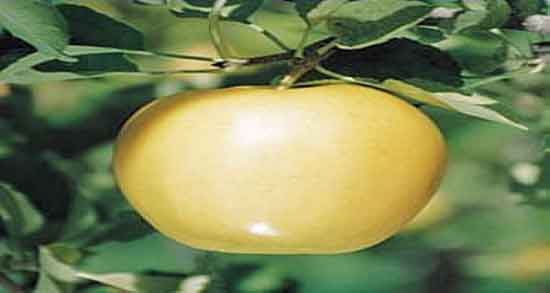 سیب برای لاغری ؛ خاصیت مصرف سیب برای چربی سوزی شکم و پهلو