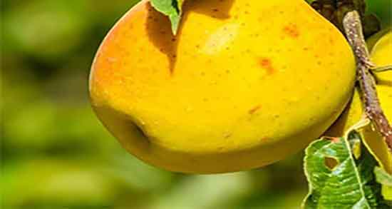 سیب و لاغری و فواید مصرف سیب برای چربی سوزی شکم و پهلو سیب و لاغری ؛ فواید مصرف سیب برای چربی سوزی شکم و پهلو