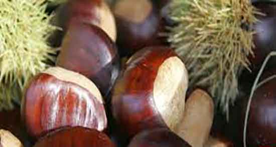 شاه بلوط از کجا بخریم ؛ خرید و فروش شاه بلوط در فروشگاهای اینترنتی شاه بلوط از کجا بخریم ؛ خرید و فروش شاه بلوط در فروشگاهای اینترنتی