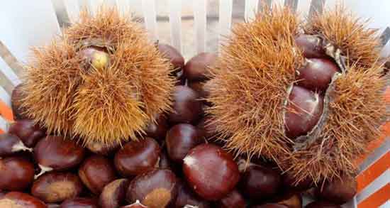 شاه بلوط برای پوست ؛ خواص شاه بلوط هندی برای پوست صورت شاه بلوط برای پوست ؛ خواص شاه بلوط هندی برای پوست صورت