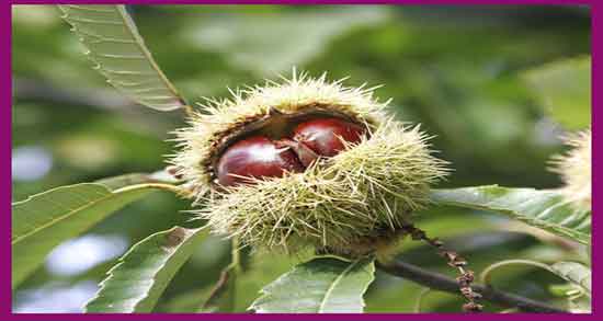 شاه بلوط برای کدام کشور است ؛ ایا شاه بلوط برای کشور هند است شاه بلوط برای کدام کشور است ؛ ایا شاه بلوط برای کشور هند است