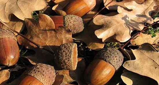 شاه بلوط در کجای ایران است ؛ ایا شاه بلوط فقط در گیلان رشد میکند