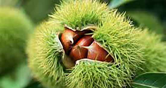 شاه بلوط را از کجا تهیه کنیم ؛ خرید شاه بلوط در انواع میوه فروشی ها