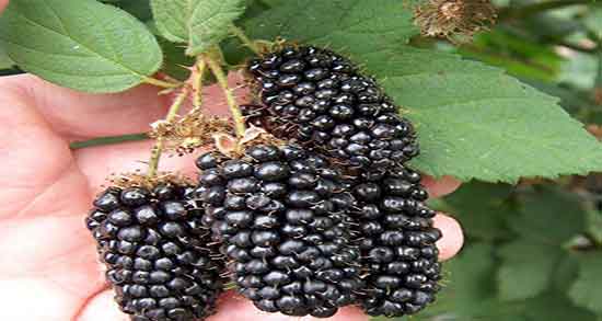 شاه توت برای دیابت و ایا خوردن شاه توت برای کنترل قند خون مفیده شاه توت برای دیابت ؛ ایا خوردن شاه توت برای کنترل قند خون مفیده