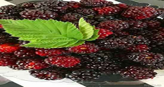 شاه توت برای سگ ؛ ایا خوردن شاه توت برای توله سگ مضر است