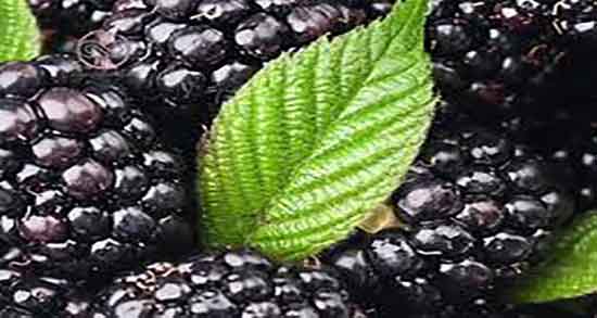 شاه توت برای قند خون و خوردن شاه توت برای کنترل دیابت بارداری شاه توت برای قند خون ؛ خوردن شاه توت برای کنترل دیابت بارداری