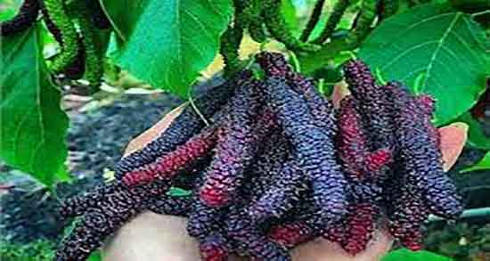 شاه توت برای پوست صورت ؛ مصرف شاه توت برای تقویت پوست صورت شاه توت برای پوست صورت ؛ مصرف شاه توت برای تقویت پوست صورت