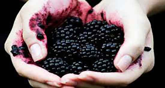 شاه توت برای کودک یک ساله ؛ خوردن شاه توت برای تقویت حافظه اطفال شاه توت برای کودک یک ساله ؛ خوردن شاه توت برای تقویت حافظه اطفال