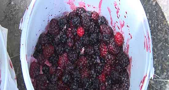 شاه توت برای کودکان ؛ خاصیت مصرف شاه توت برای کم خونی اطفال