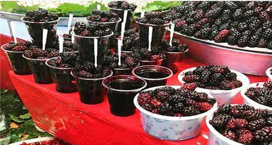 شاه توت در بارداری ؛ ایا خوردن شاه توت برای زنان باردار مفید است