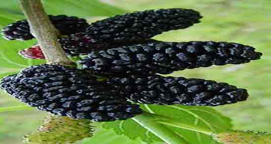 شاه توت و تمشک ؛ ایا خوردن شاه توت و تمشک برای بی خوابی مفیده شاه توت و تمشک ؛ ایا خوردن شاه توت و تمشک برای بی خوابی مفیده