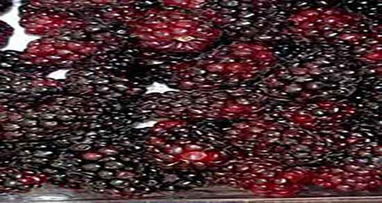 شاه توت و فشار خون ؛ استفاده از شاه توت و کاهش فشار خون