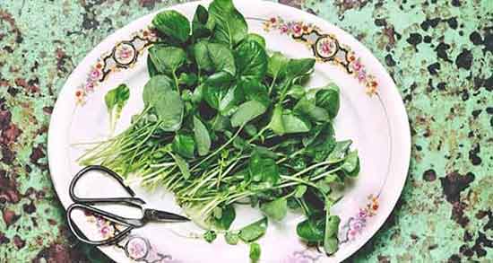 شاهی برای بارداری ؛ مصرف روزانه سبزی شاهی برای زنان باردار شاهی برای بارداری ؛ مصرف روزانه سبزی شاهی برای زنان باردار