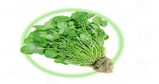 شاهی برای خرگوش ؛ ایا میتوان به خرگوش سبزی شاهی داد یا نه