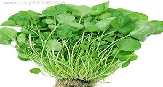 شاهی برای مرغ عشق ؛ ایا میشود به مرغ عشق شاهی و تره داد