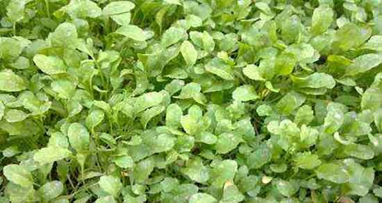 شاهی برای چی خوبه ؛ ایا خوردن سبزی شاهی برای دیابت مفیده