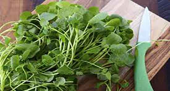 شاهی در بارداری ؛ فواید مصرف شاهی برای جنین زنان باردار چیست شاهی در بارداری ؛ فواید مصرف شاهی برای جنین زنان باردار چیست