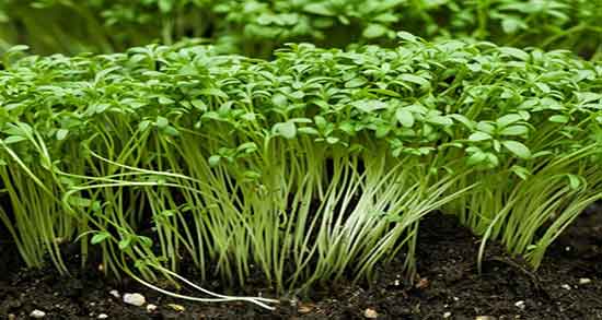 شاهی در شیردهی ؛ ایا مصرف شاهی موجب افزایش شیر در زنان میشود