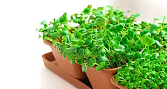 شاهی در طب سنتی ؛ طبع و خواص شاهی از نظر طب سنتی