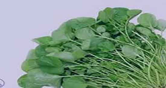 شاهی سبزی جهنمی ؛ آیا خوردن سبزی شاهی جهنمی است