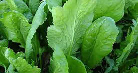 شاهی و تنبلی تخمدان ؛ درمان تنبلی تخمدان با شاهی در طب سنتی شاهی و تنبلی تخمدان ؛ درمان تنبلی تخمدان با شاهی در طب سنتی