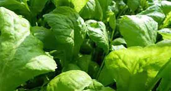 شاهی و خواص آن ؛ فواید مصرف سبزی شاهی همراه با وعده غذا شاهی و خواص آن ؛ فواید مصرف سبزی شاهی همراه با وعده غذا