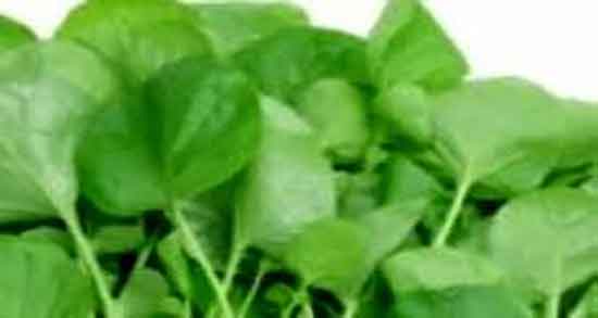 شاهی و فشار خون ؛ ایا مصرف سبزی شاهی برای فشار خون مفیده شاهی و فشار خون ؛ ایا مصرف سبزی شاهی برای فشار خون مفیده