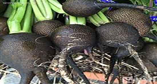 شربت ترب سیاه ؛ ایا شربت ترب سیاه برای زود انزالی اقایان مفیده