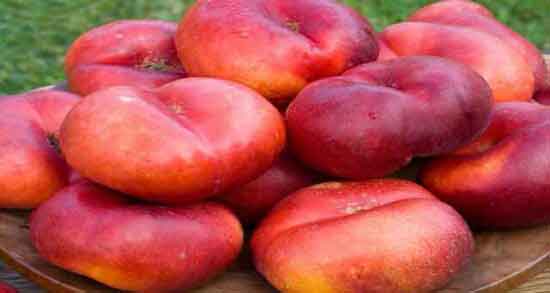 شلیل مغان ؛ آشنایی با نهال شلیل مغان و خواصی که دارد شلیل مغان ؛ آشنایی با نهال شلیل مغان و خواصی که دارد