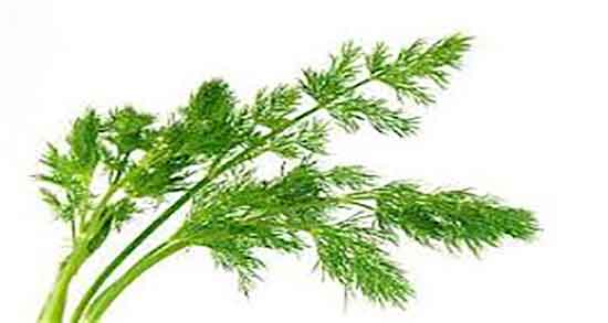 شوید برای سگ ؛ ایا ریختن شوید خشک در غذای سگ مفید است یا نه شوید برای سگ ؛ ایا ریختن شوید خشک در غذای سگ مفید است یا نه