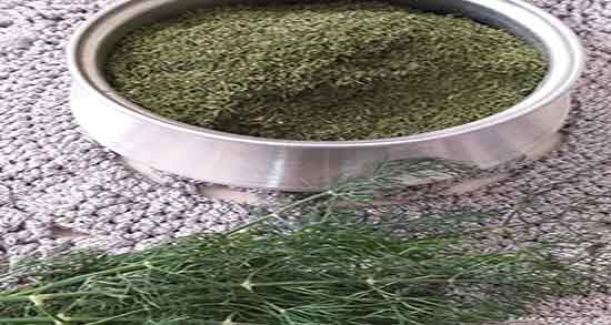 شوید در بارداری ضرر دارد ؛ عوارض مصرف شوید برای زنان باردار چیست شوید در بارداری ضرر دارد ؛ عوارض مصرف شوید برای زنان باردار چیست