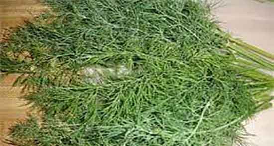 شوید در دوران بارداری ؛ تاثیر مصرف شوید برای کنترل دیابت زنان باردار