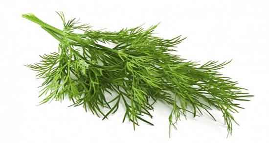 شوید در شیردهی ؛ فواید مصرف شوید برای افزایش شیر مادران